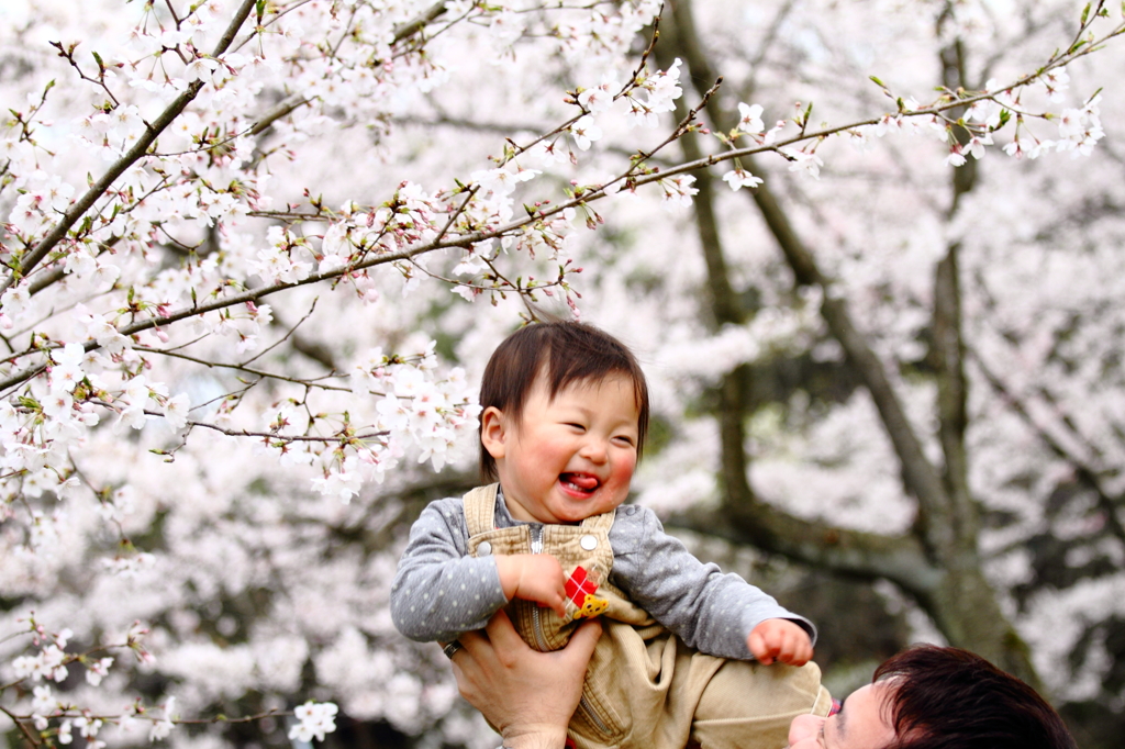 だっこで桜