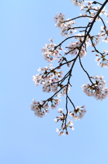 桜2010