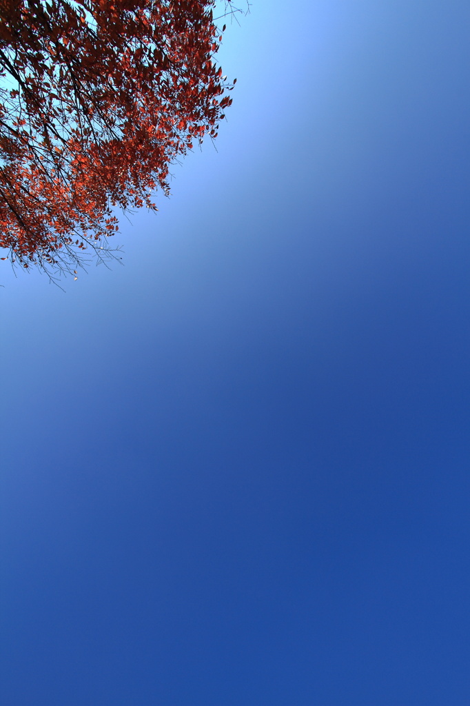 秋空