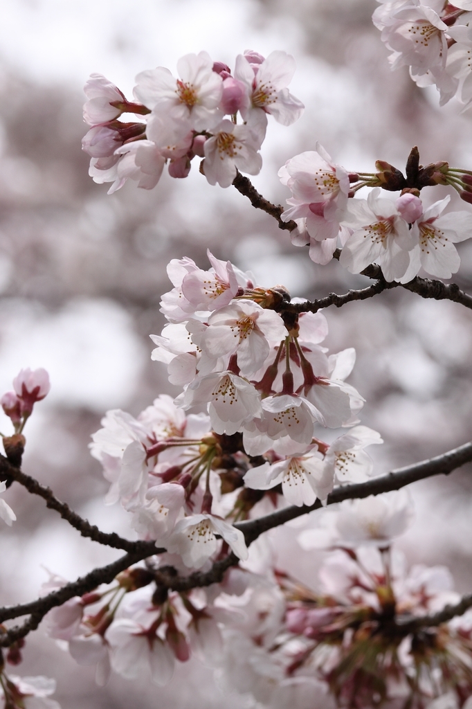 sakura2009