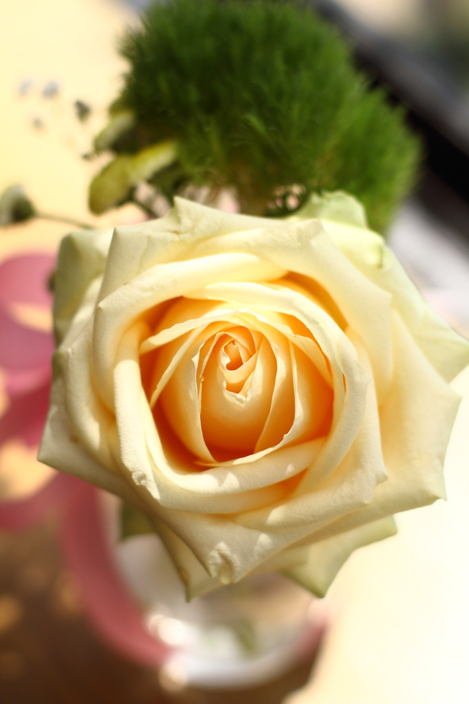 薔薇