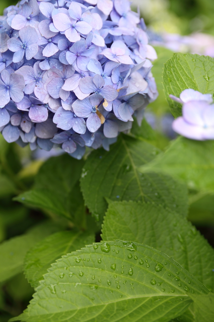 紫陽花03
