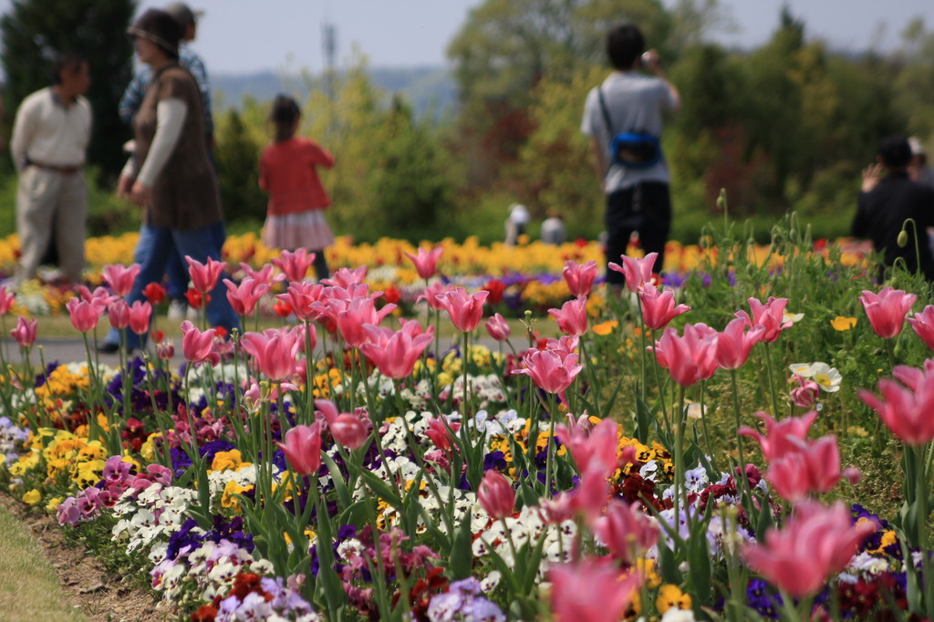 お花畑状態