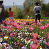 お花畑状態