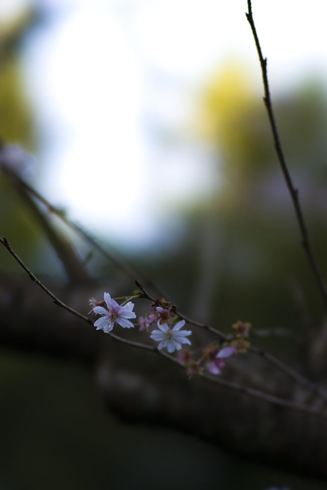 10月桜