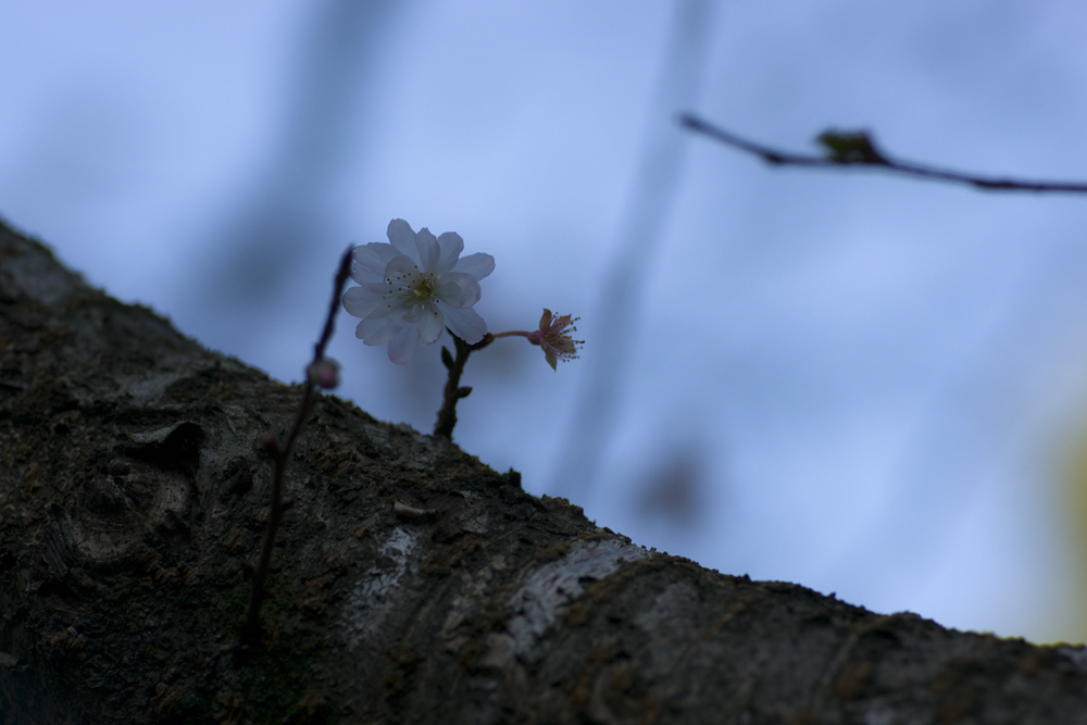 10月桜