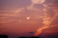夕焼けの中のフェニックス