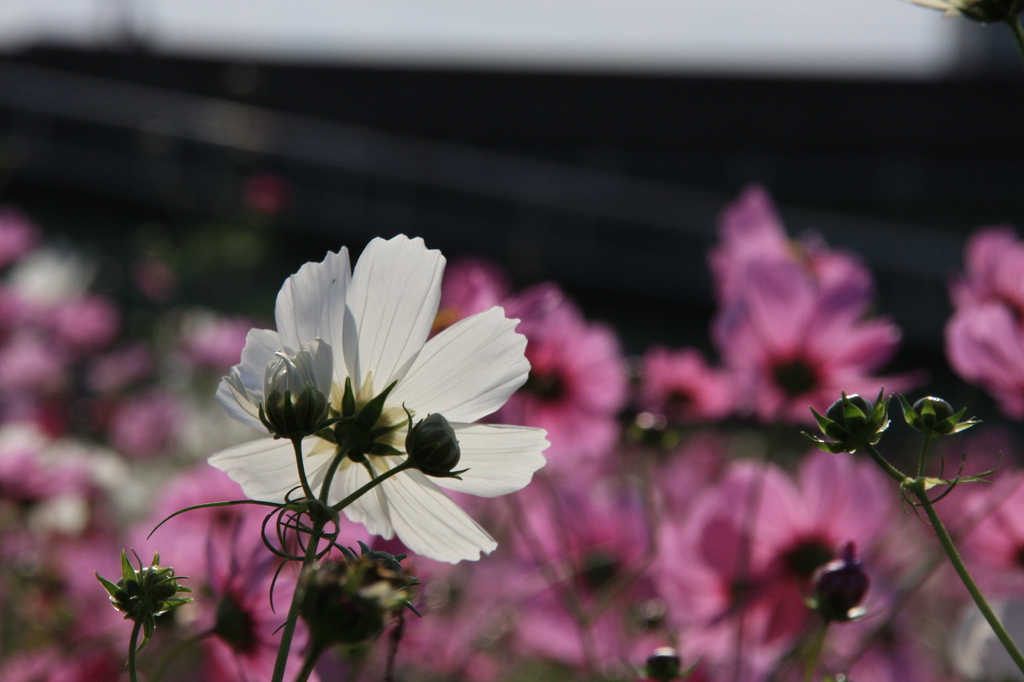 コスモス