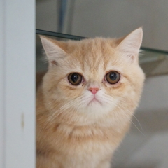 ヨーダ
