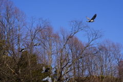 鳩