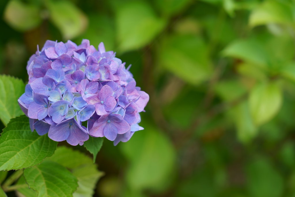 ツインリンクもてぎ　紫陽花