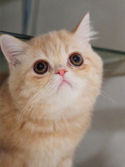 ボスネコと同じ猫