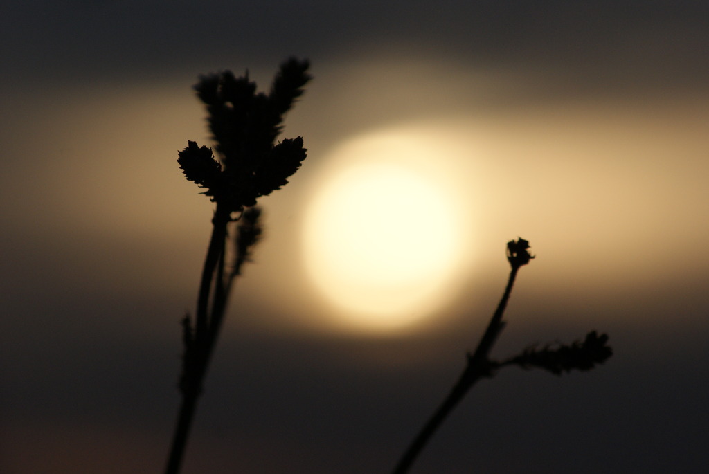 夕暮れ