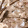 鳥と桜