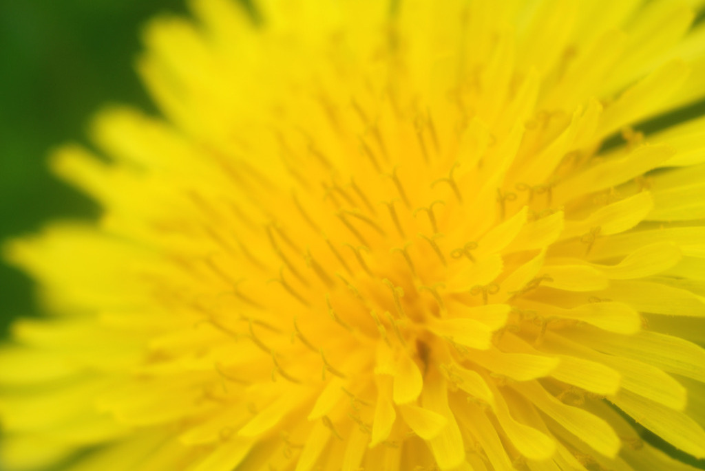 dandelion