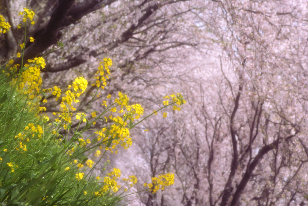 blossoms