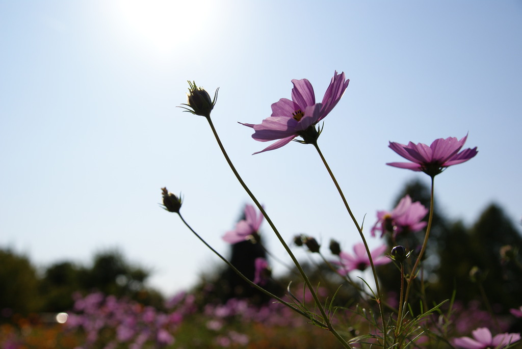 秋桜