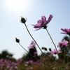秋桜