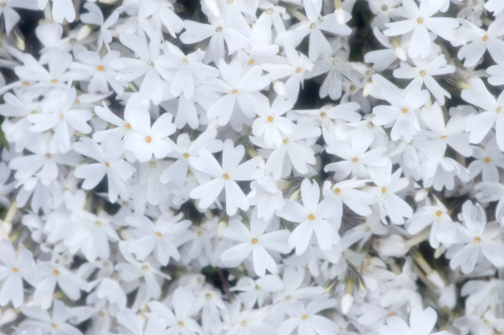花柄