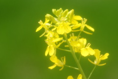 rape blossoms