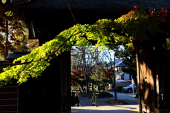 九品仏浄真寺の紅葉