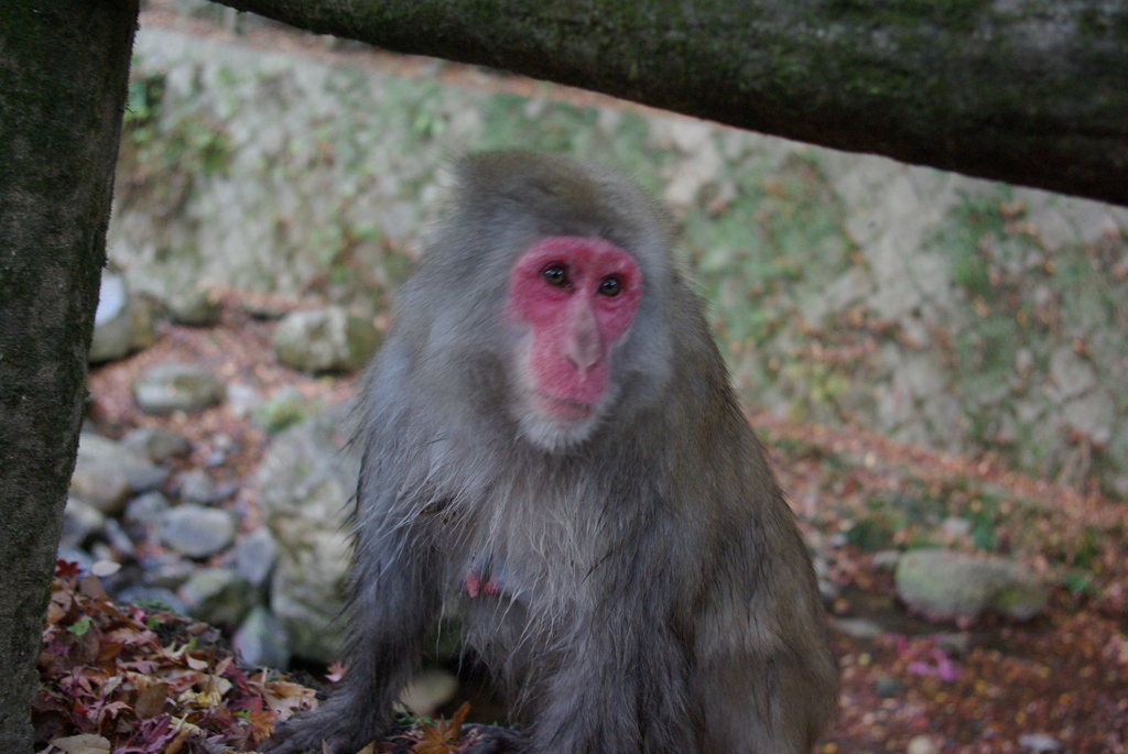 箕面のサル