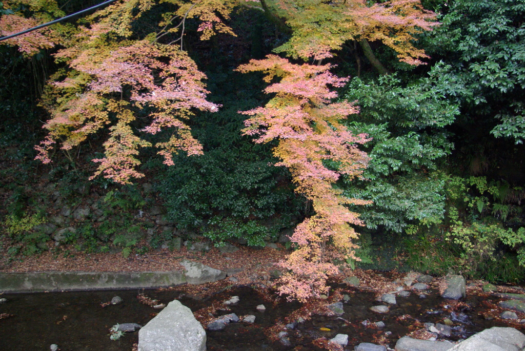 Maple turned red in Minoo