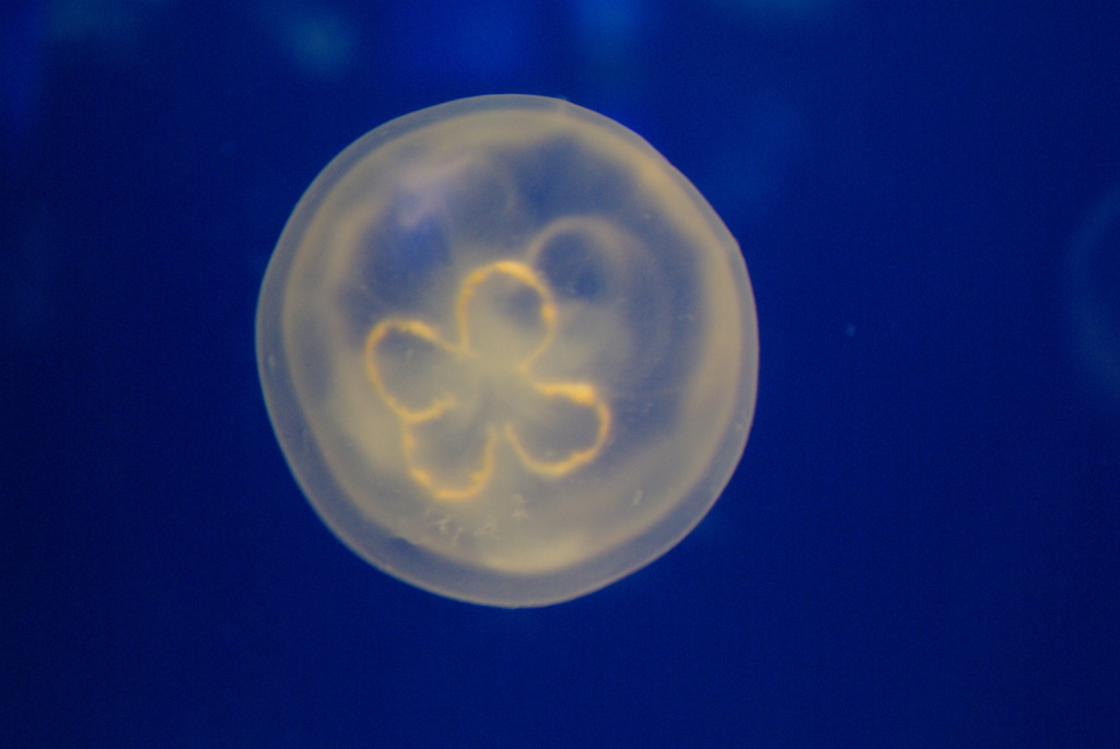 Jellyfish