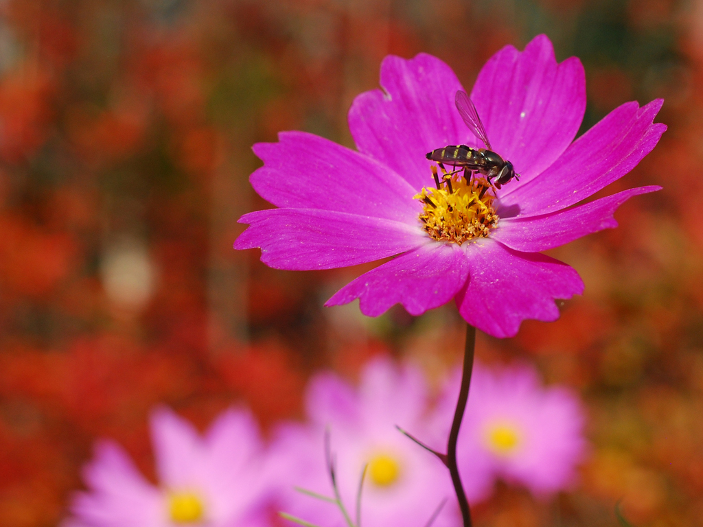 秋桜