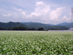 満開の蕎麦