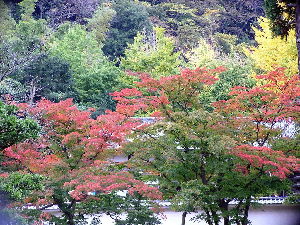 鎌倉の紅葉