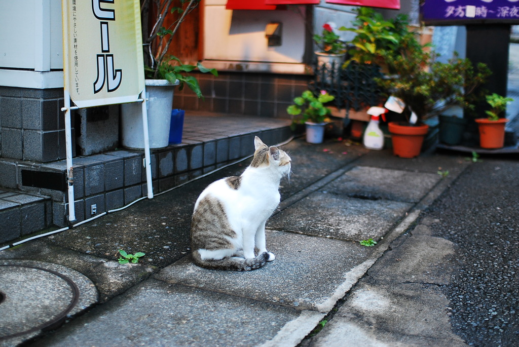 客待つ猫