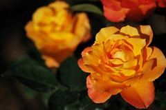 黄色い薔薇