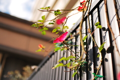 続　薔薇