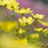 yellow cosmoses