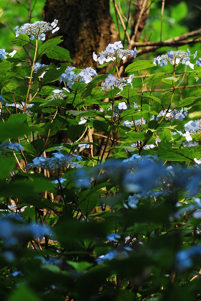 山の額紫陽花