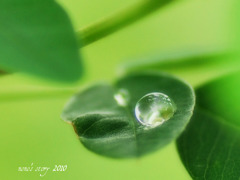 a raindrop