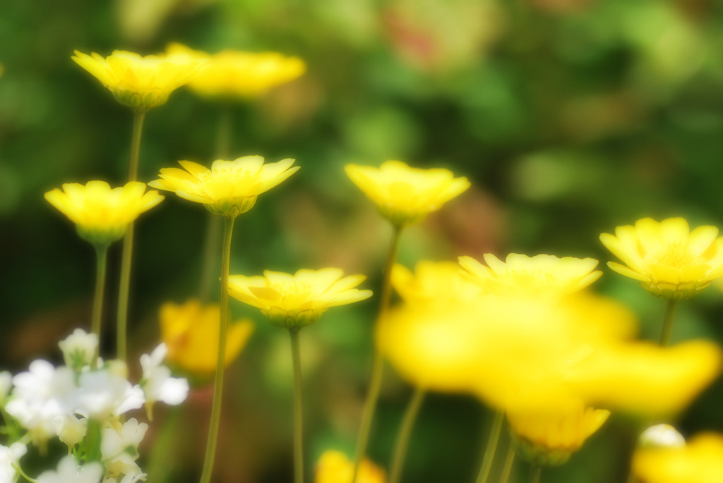 黄色いお花