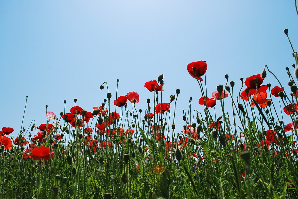 garden poppy