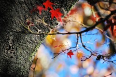 紅葉の木