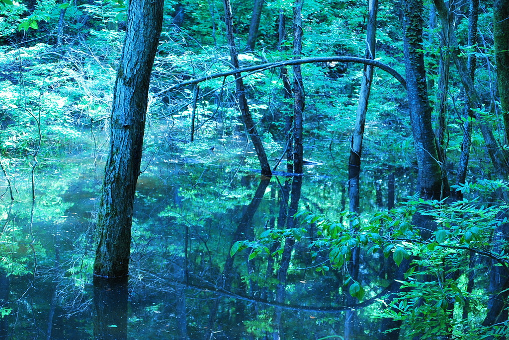 神秘の森 By Nono Id 写真共有サイト Photohito