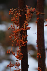 Skunk vine