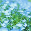 ネモフィラ　～やさしい風～