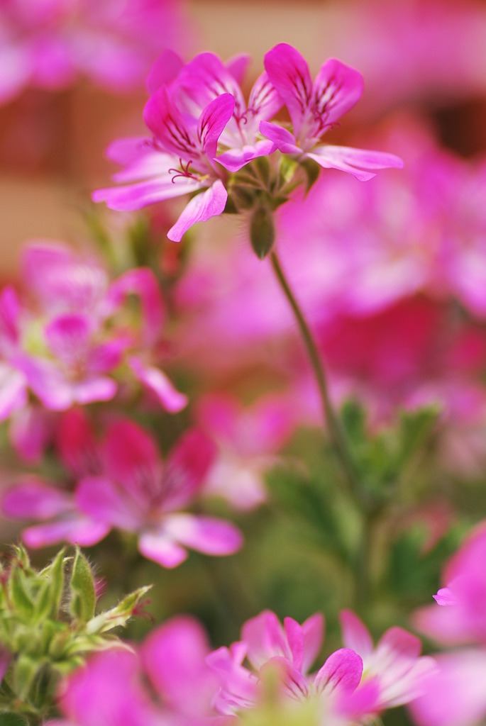 pink spring