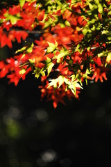 紅葉のコントラスト