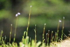 A tiny weed　～小さな雑草～