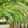 新緑のアーチ