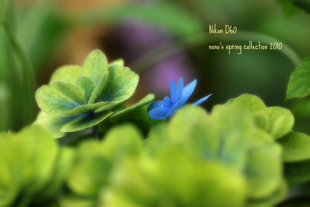 紫陽花