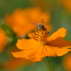 Honey bee