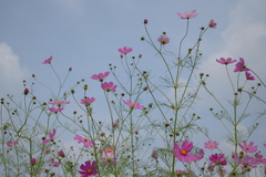 秋桜